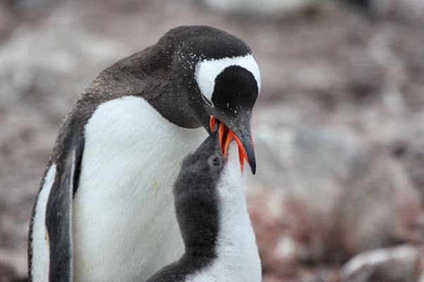 Day14_EleIs_CLookout_3476 (1).jpg - Gentoo Penguin with Chick, Cape Lookout, Elephant Island, South Shetlands